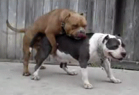 humpuke-1.gif